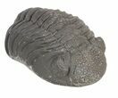 Morocops Trilobite Fossil - Rock Removed #55856-3